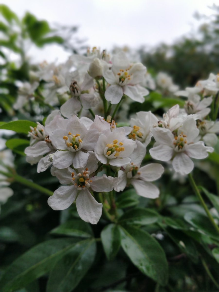 Bloom with grace.🌼
#nofilter #Flowers #nature
