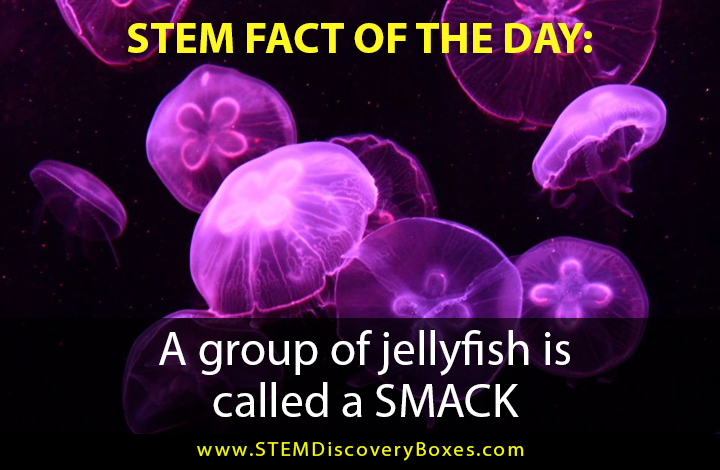 STEM Discovery Boxes tweet media