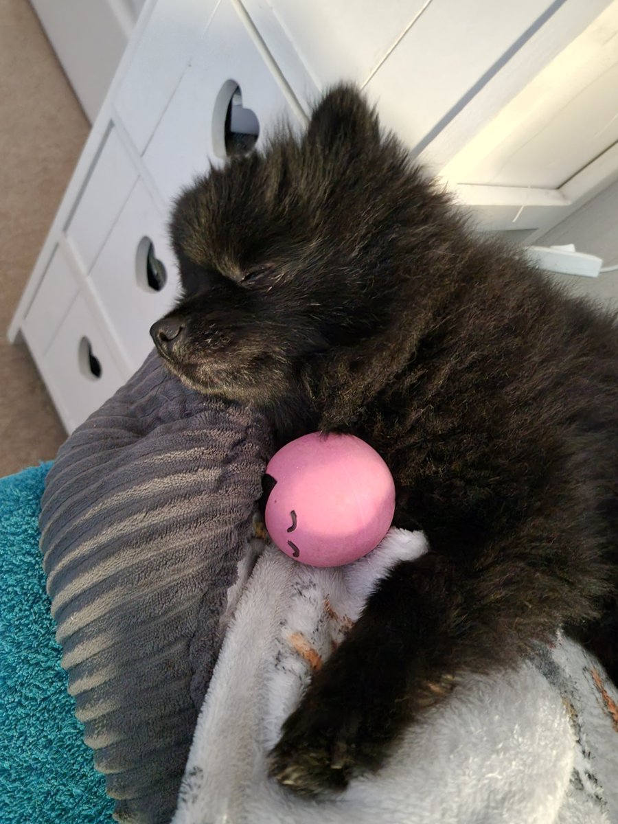 sandie_whyte's tweet photo. That's just ma baby dog 🎵 https://t.co/YAN0ngYZtt