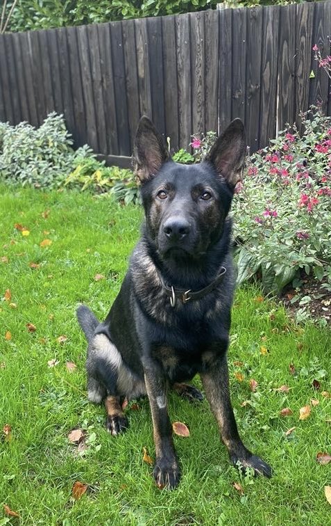 DC_Police Dogs ( Puppy Development Program) tweet media