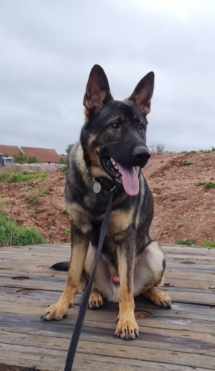 DC_Police Dogs ( Puppy Development Program) tweet media