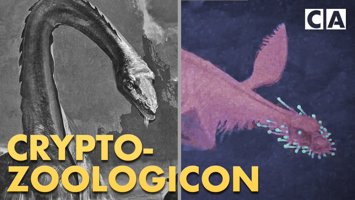 Curious Archive (@curious_archive) on Twitter photo What might cryptids look like if they were realistic animals?
An exploration of ‘Cryptozoologicon’ is up on the channel, featuring an interview with the legendary <a href="/TetZoo/">Darren Naish</a>!
Link: youtu.be/Qv2BmglYUlg What might cryptids look like if they were realistic animals?
An exploration of ‘Cryptozoologicon’ is up on the channel, featuring an interview with the legendary <a href="/TetZoo/">Darren Naish</a>!
Link: youtu.be/Qv2BmglYUlg