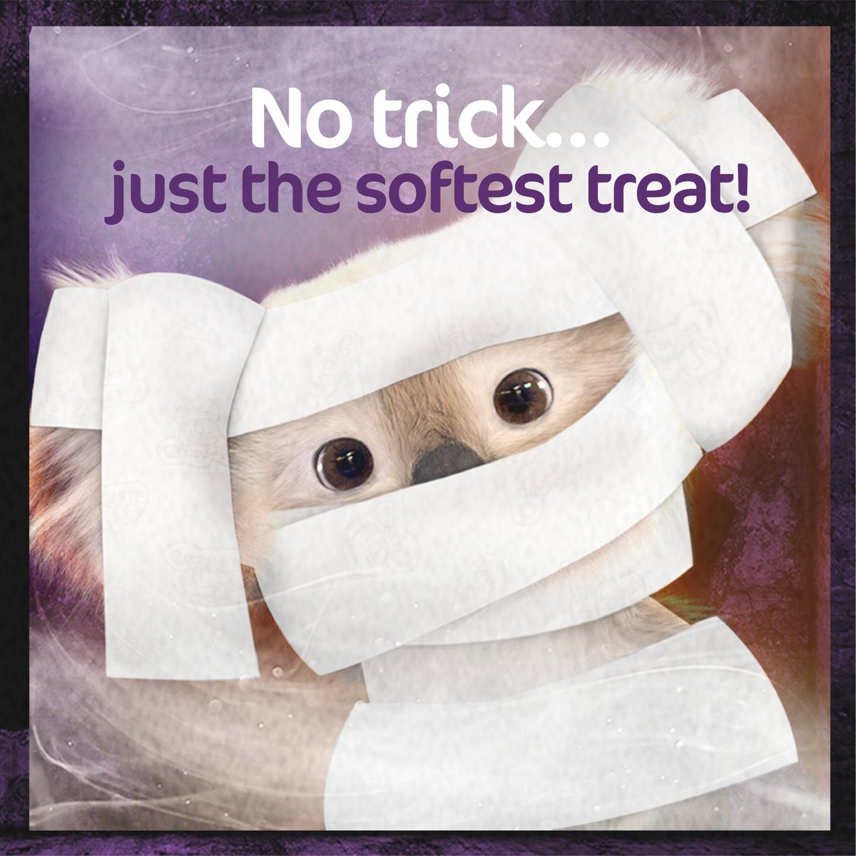 CushelleUK's tweet image. Looks like Kenny couldn't resist getting wrapped up for Halloween! 👻

Oh sooo soft and strong, Cushelle feels like a great big cuddle on a dark spooky night… 🎃

How will you dress up? Share your costume with Kenny!
 
#Cushelle #ForEveryBum #Halloween