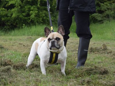AdoptionsUk's tweet photo. Please retweet to help Budweiser find a home #HAREFILED #LONDON #UK 

Quirky affectionate personality, French Bulldog aged 5-7. He needs an adult home as the only pet but enjoys dog pals to walk with 🐶

DETAILS or APPLY👇
https://t.co/Ead4s59ZCp…
#dogs #pets #Frenchie #Bulldog https://t.co/ym3hYlRN0Y