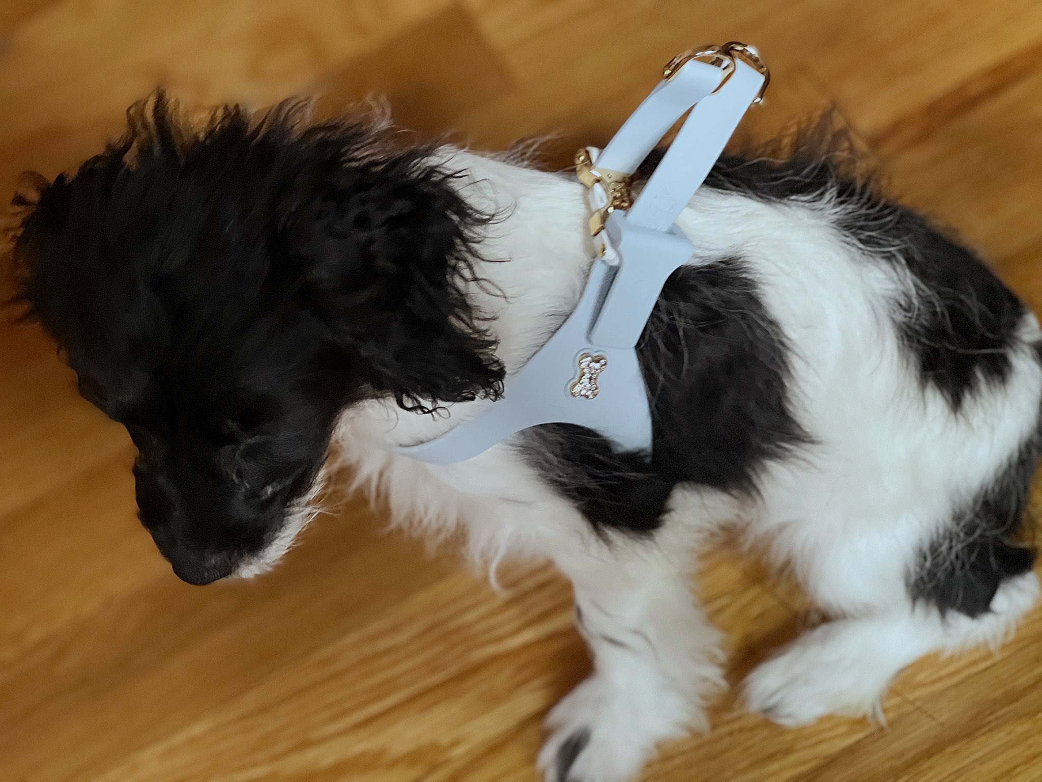 TW Pornstars 1 pic. Max Konnor. Twitter. Trying on his new Bonefly