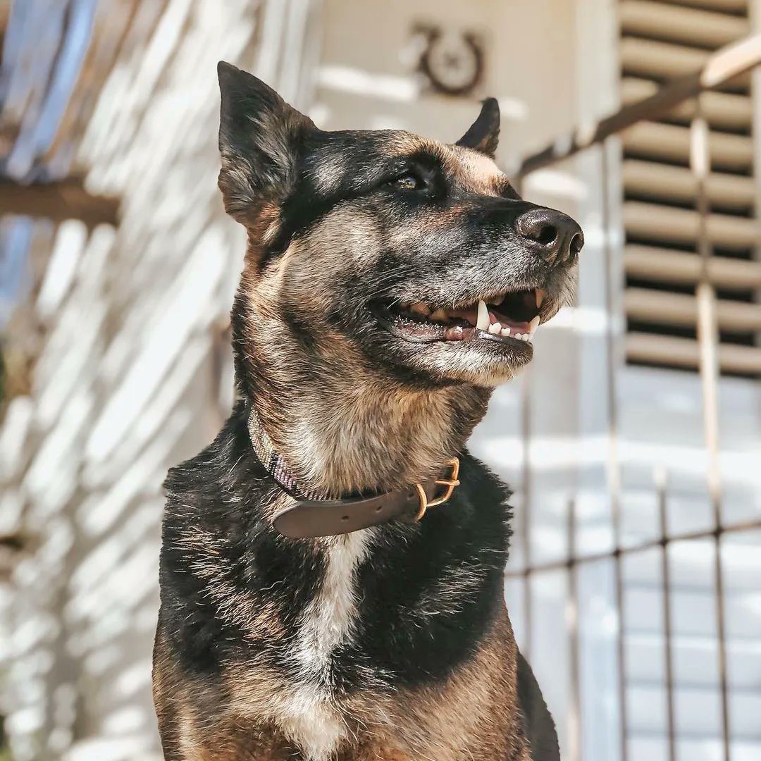 Addison enjoying the sun. Not as free wheeling as Penelope, our Border Collie. More interested in the goings-on at the farm, including regular forays into the cellar.