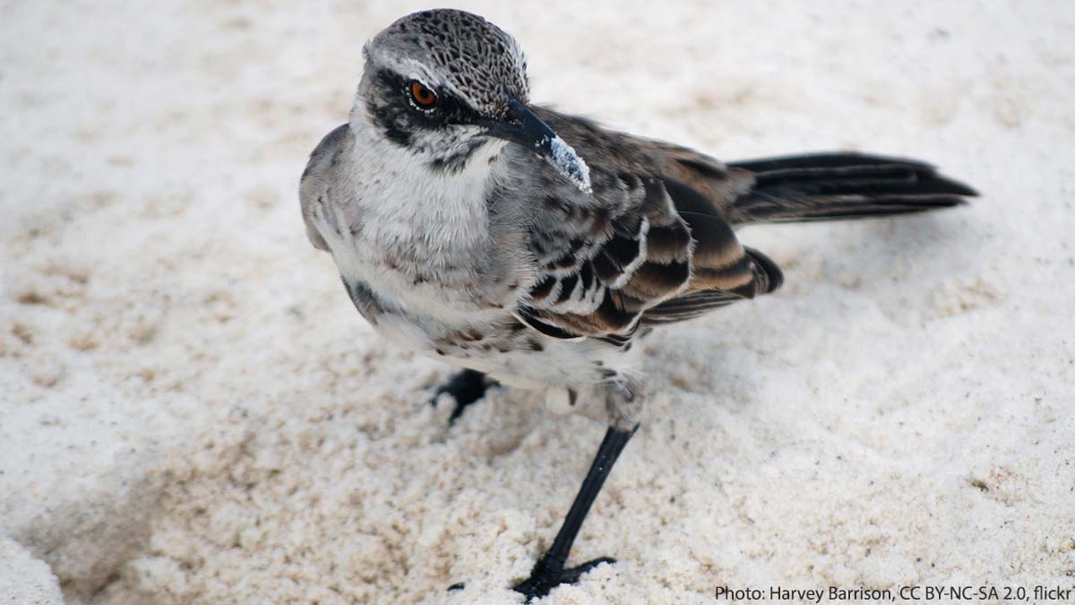 Here’s one bird that might be sipping on blood this Halloween: the Hood Mockingbird.🩸 It inhabits forests or woodland on the Galapagos’ Española Island. During dry seasons, it sometimes feeds on blood from the wounds of larger animals, like iguanas, sea lions, & albatrosses.