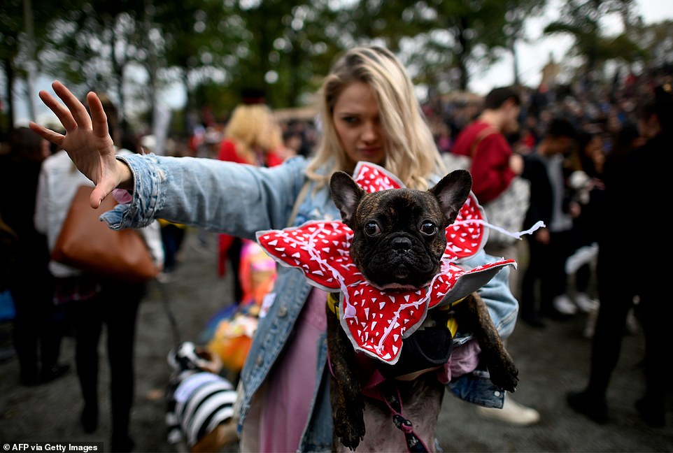 Is that a dog or a demogorgon? Participate in this year's Washington Square Park Dog Day Halloween Parade by dressing up your furry buddy or just by coming to cheer on the contestants by visiting: greenwichvillage.nyc/events/dog-day…