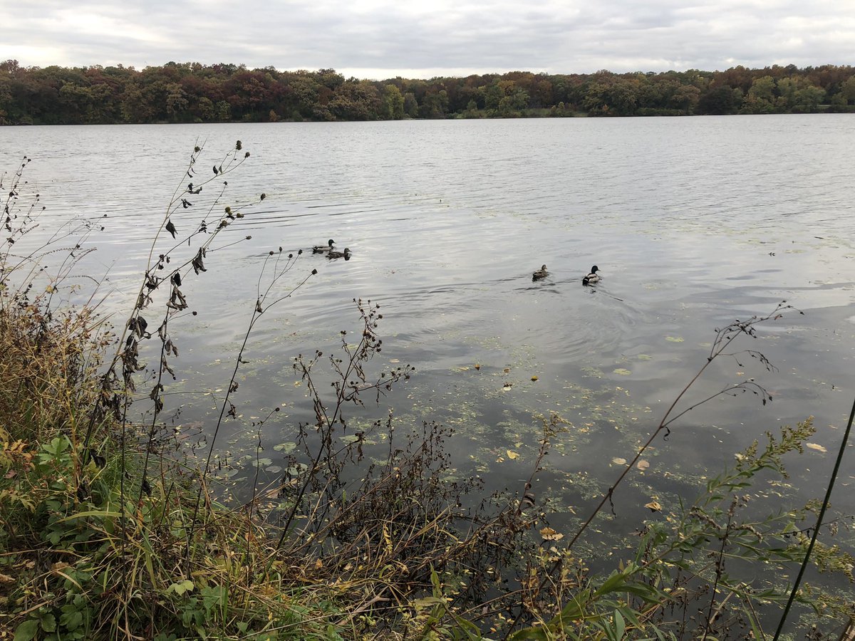 Cultural_Chron's tweet image. A trip to #RockCutStatePark outside Rockford, IL is a lovely escape to hikes, canoeing, and a different terrain to most of Illinois. 

theculturalchronicles.com/2022/10/28/sta…