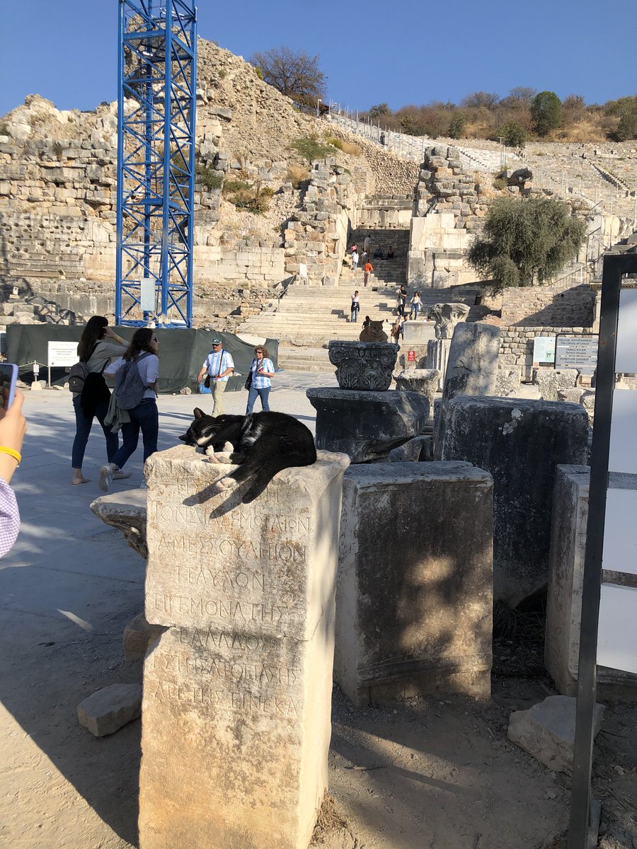 The cats of the Ephesus