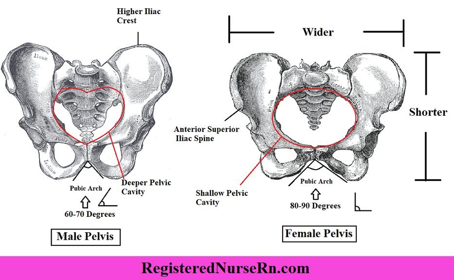 tilltabulous's tweet photo. @TransphobicLs @elonmusk you can't change this, there are only two !! https://t.co/SpaijYgLYy