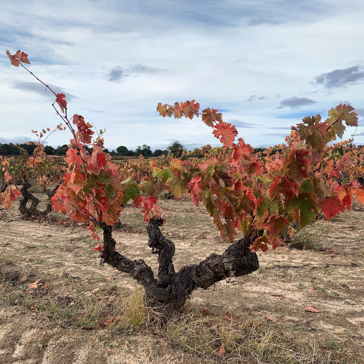 BodegasLaHorra's tweet photo. El otoño en Ribera del Duero 🍁🍂
#CORIMBO
#BodegasLaHorra https://t.co/yNBJXAQahy