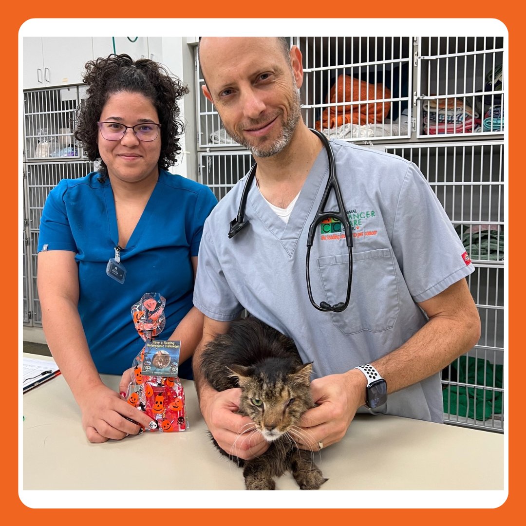 PetCancerCare's tweet photo. This kitty is ready for Halloween and brings our staff at ACCC a bag of candy for every visit. Rosencrantz Segal is being treated for lymphoma and enjoyed his recent visit with Board-Certified Radiation Oncologist Dr. Jarred Lyons! #AnimalCancerCareClinic #PetCancer https://t.co/IYXDqFeoiz