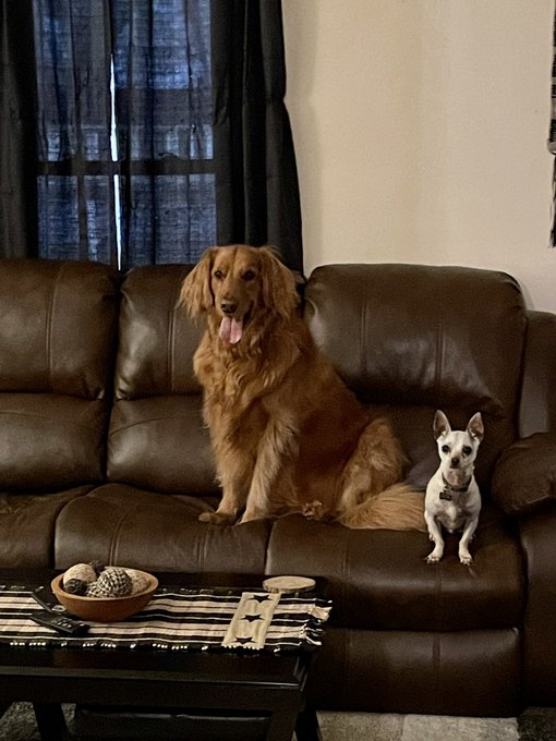 These two love each other- Rico &amp; Lucy 🐕❤️ . . #dogsoftwitter #chihuahuaoftwitter #goldenretrieverlover<a href="/tag/dogsoftwitter"class="tags"><span>#dogsoftwitter</span></a><a href="/tag/dogslife"class="tags"><span>#dogslife</span></a><a href="/tag/chihuahuaoftwitter%20"class="tags"><span>#chihuahuaoftwitter </span></a>