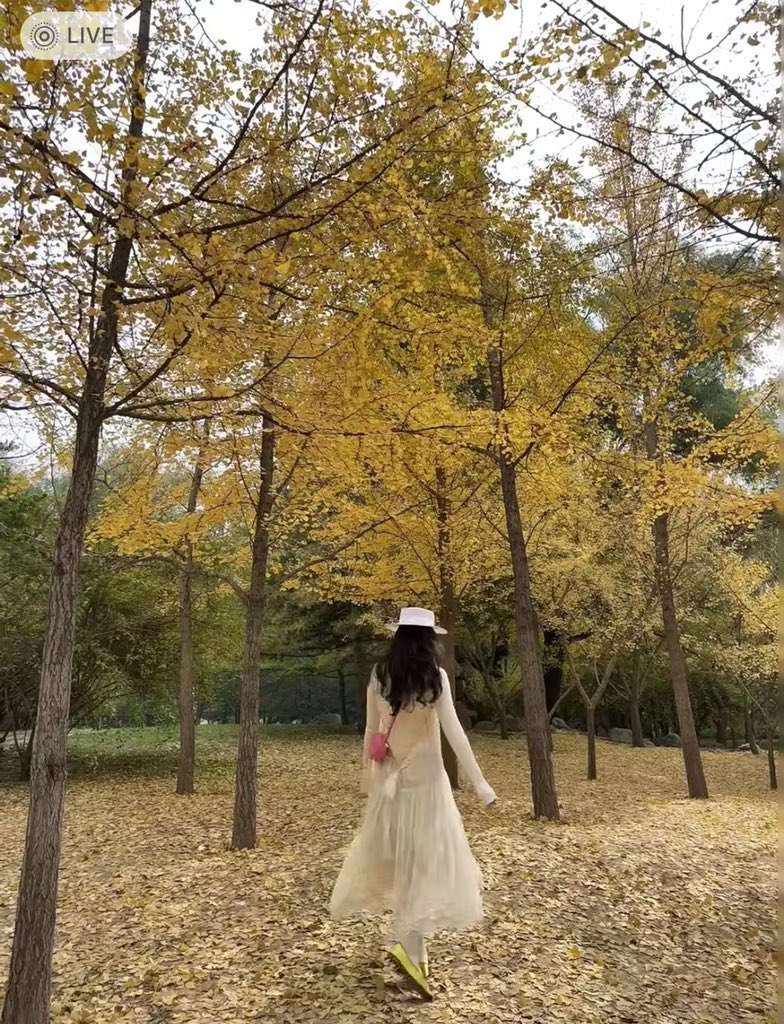 XianTian668's tweet photo. 秋天里的童话😄 https://t.co/21IdZkiEgy