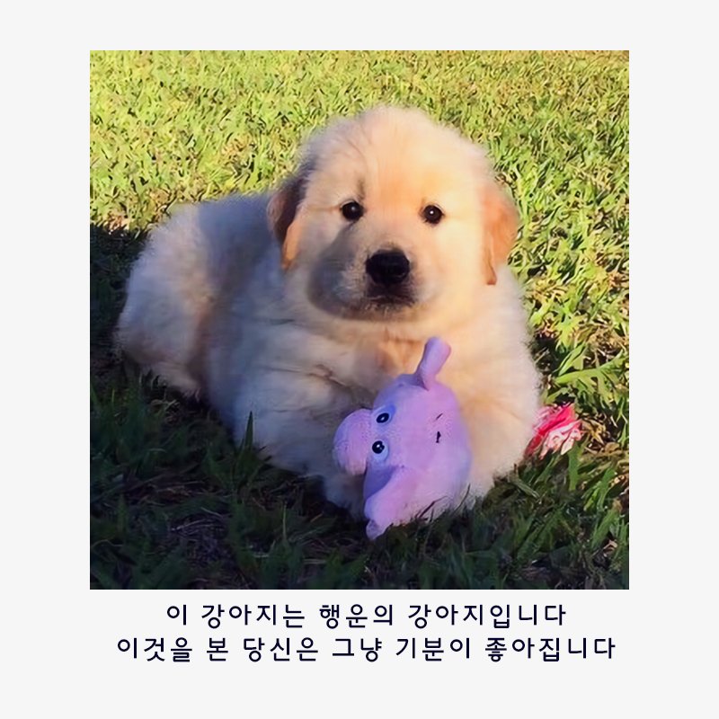 WkfxjfrP's tweet photo. 행운의 강아지 https://t.co/MSDBs4vaYU