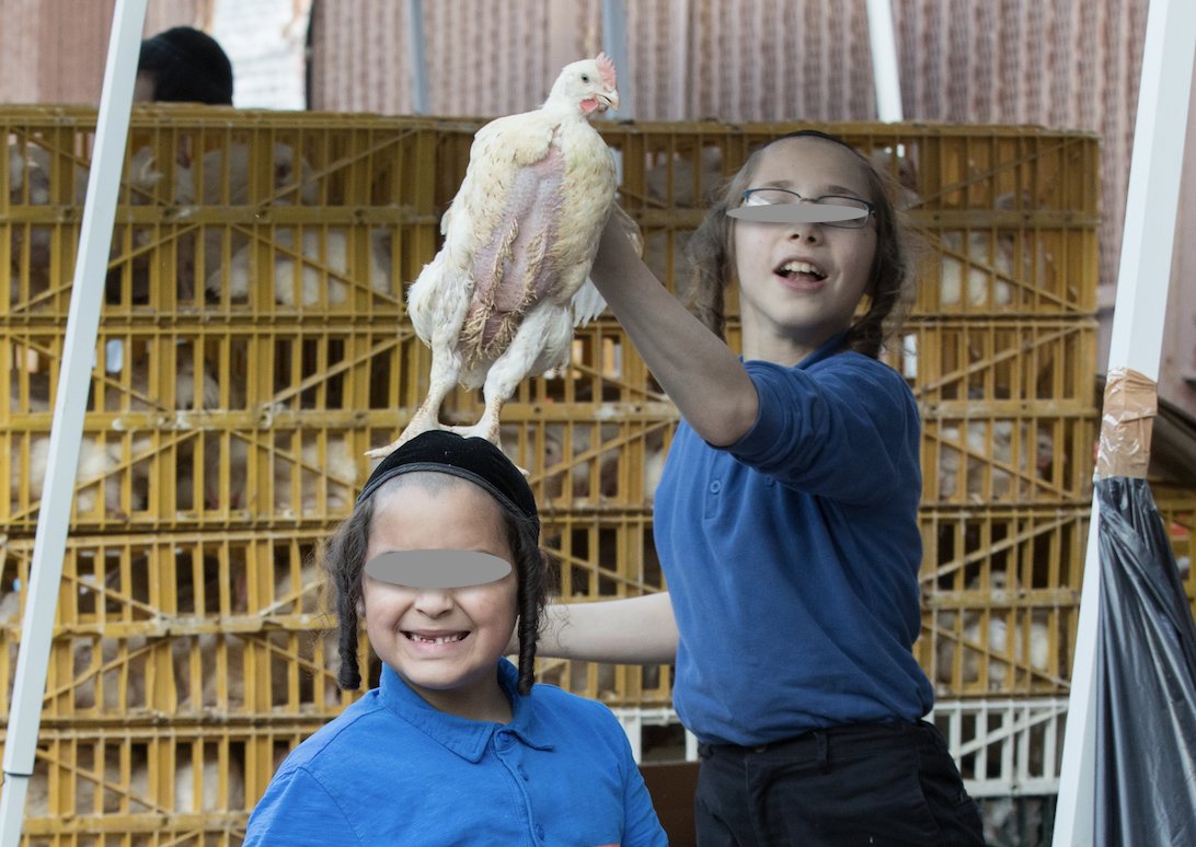 theirturn's tweet photo. Infectious disease outbreak tied to #kaporos should be warning to @DrMaryTBassett &amp; @nycHealthy that allowing pop-up slaughterhouses on public streets and 100K+ people to handle live birds jeopardizes the public health. Campylobacter now. #avianflu later? https://t.co/7L1radtE4k https://t.co/DAHWMm84r2