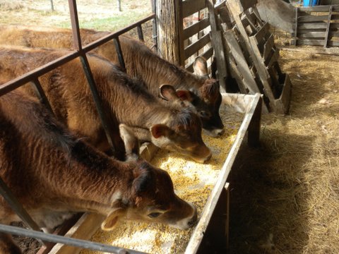 Friday Farm Flashback Foto: I loved feeding corn to the calves. They‘d get so excited. Lots of snuffling and crunching going on! #farmlife