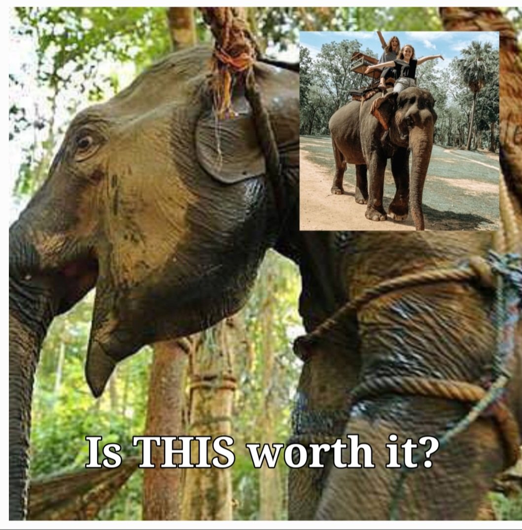 TaylorShone's tweet image. Enslaved Elephants live a life of hell, people who want to participate with the Worlds largest land Mammal should Google Phajaan, and see the stark truth for themselves. Chained, abused and exploited they deserve better. Only visit ethical Sanctuaries, do your homework 1st.