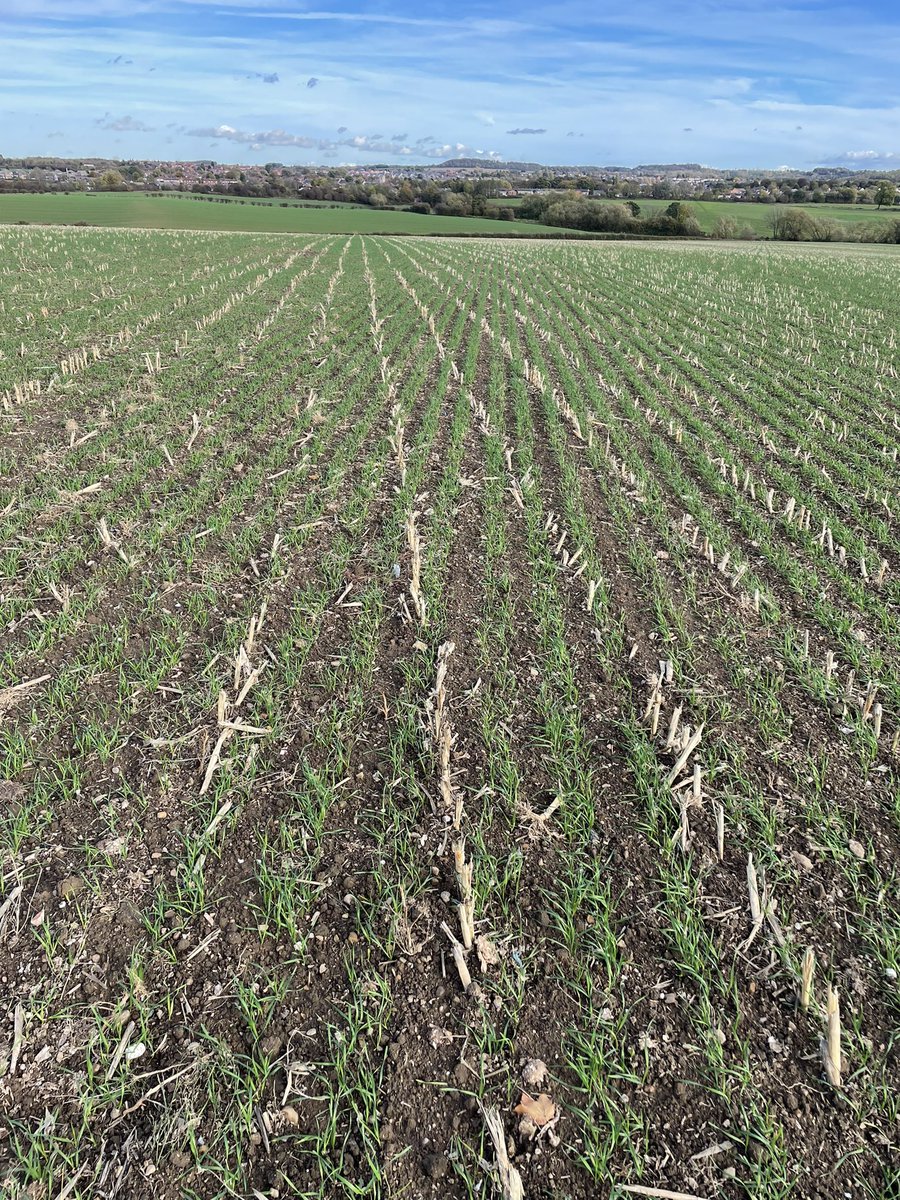 MattCrapper's tweet photo. 4 way wheat blend direct into maize stubble 👌
@BourgaultVos 
@BTTUK_Tillage https://t.co/7YbY8SXabU