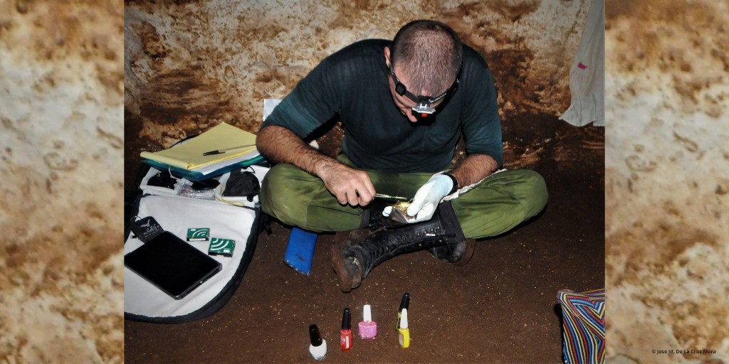 EDGEofExistence's tweet photo. Next in #15FootstepsForward is the first ever scientific population estimate of the Cuban funnel-eared bat!
In 2019 EDGE Fellow Jose Manuel de la Cruz-Mora used vivid nail polish to mark individuals of the species.
Head to our Facebook page to learn more https://t.co/4ADT1ziyXm https://t.co/mvwFoXdbW5