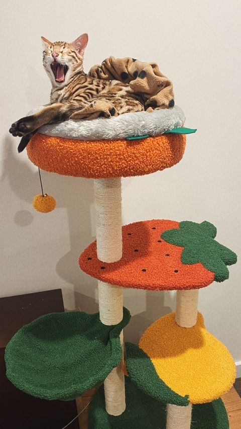 cloud nine cat trees
