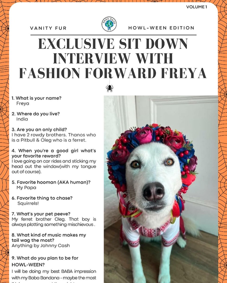 thatsbaba's tweet photo. Volume 1 of VANITY FUR:

We get to sit down with Freya the FUR-ocious Husky in this #Howlween edition of Vanity Fur. 

DM us if you know a star that needs to be featured in the pet tabloid all the little birdies are talking about. https://t.co/gAPr7QhgBk