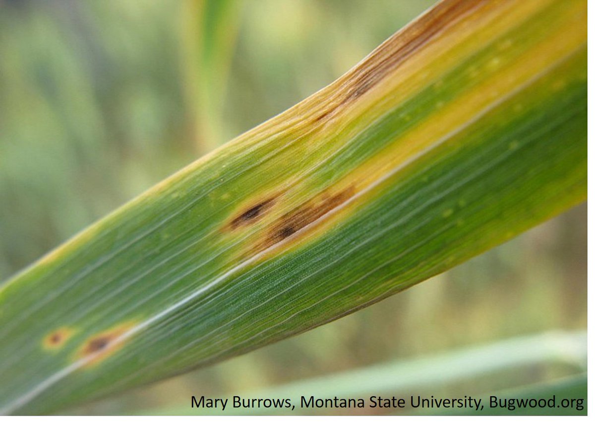 The pangenome of the wheat pathogen Pyrenophora tritici-repentis: a highly plastic Ptr genome, with giant transposons that may have facilitated the evolution of virulence. From <a href="/GourlieRyan/">Ryan Gourlie</a> <a href="/ReemWheat/">Reem Aboukhaddour</a> <a href="/McdonaldMeganc/">Megan McDonald</a> <a href="/hafez_mnm/">Mohamed Hafez</a> <a href="/ropolo/">Rodrigo O. Polo</a> <a href="/sweetmicrobe/">Wade Abbott</a> &amp;co

bit.ly/3sBVgnY