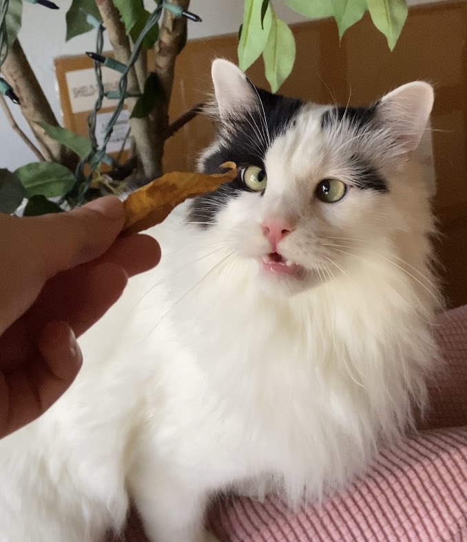 itslittletunny's tweet image. He 👏 has 👏 a 👏 leaf 👏🍂