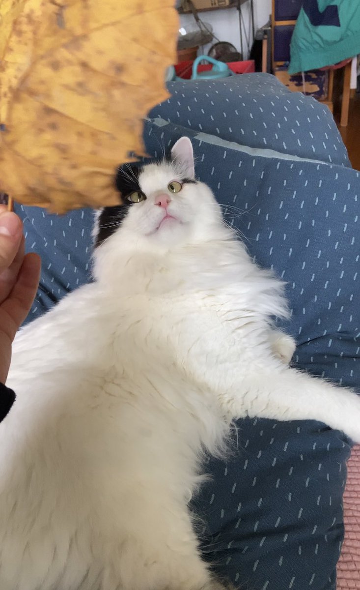 itslittletunny's tweet image. He 👏 has 👏 a 👏 leaf 👏🍂