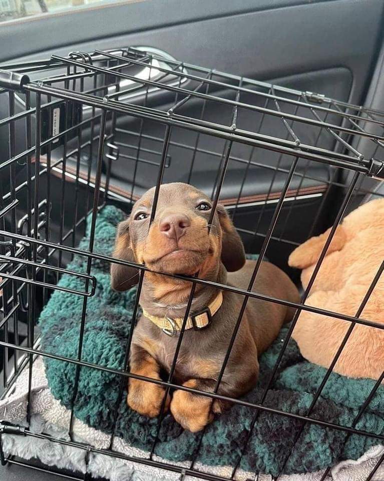 This is Meatball. He's going home for the very first time, with a human of his very own. 💕