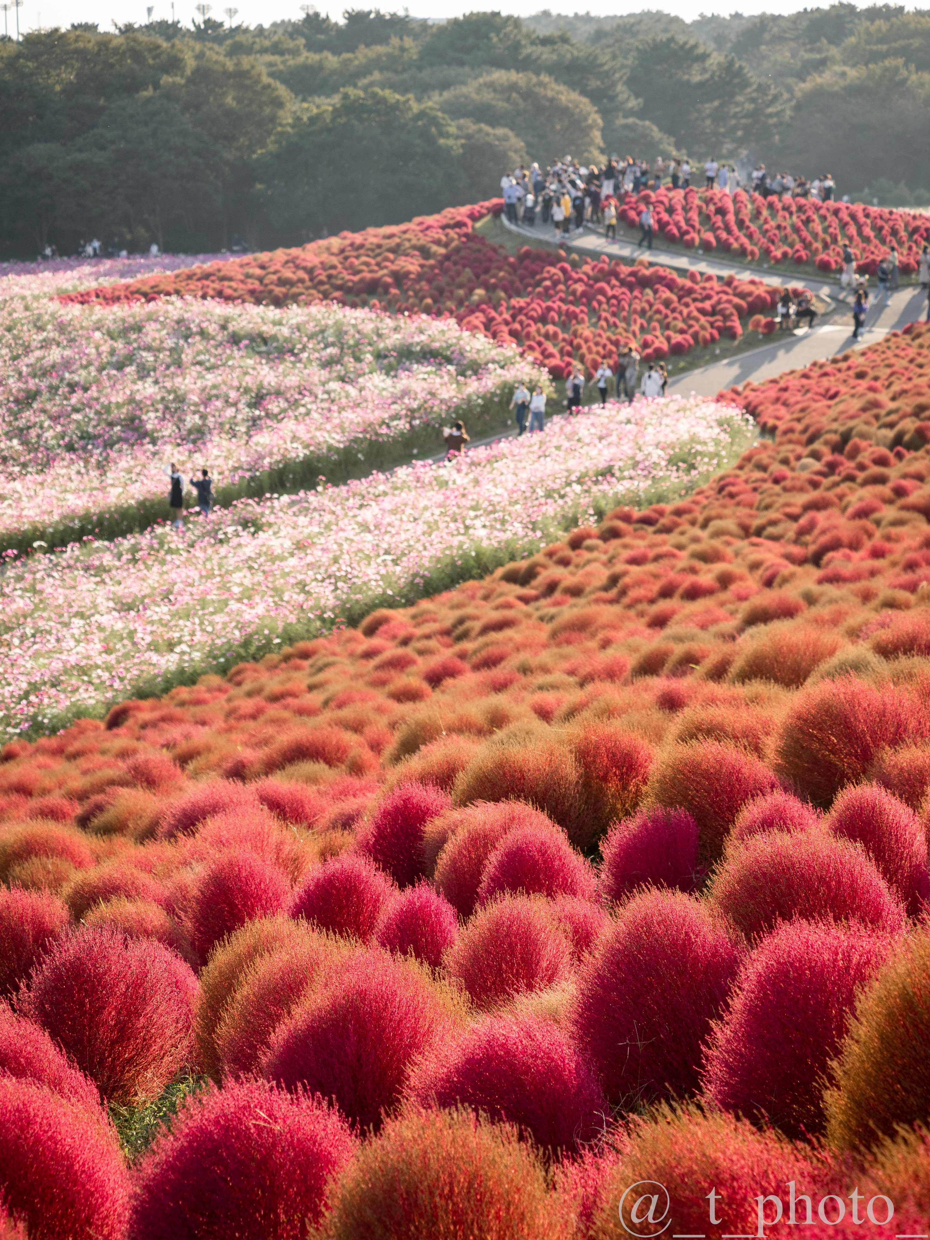 コキア Twitter Search Twitter