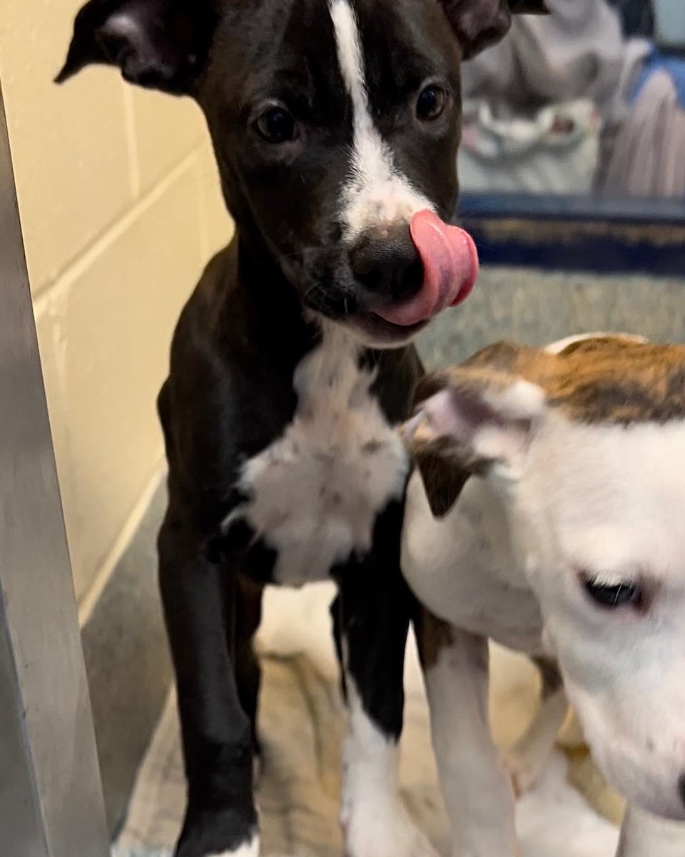 Our pups are up to some tricks in hopes of treats this weekend. Join Jinx and Hex for Howl-O-Ween at <a href="/bohemianbull/">Bohemian Bull</a> Saturday from 2-5pm.  These two pups will be available for adoption, plus there is a pet costume contest, tap takeover and plenty of fun to be had!