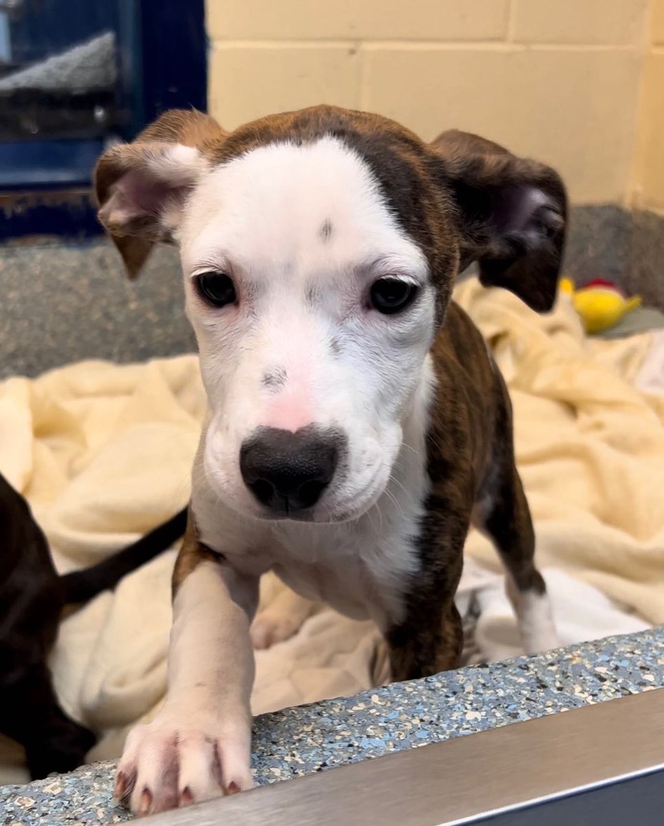 Pet Helpers tweet media