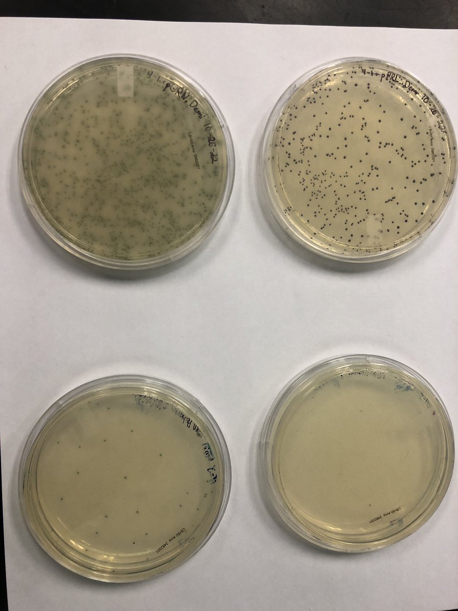 Lindsey LEcuyer tweet media