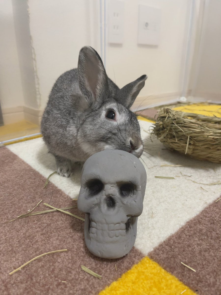 utan2021's tweet photo. もうすぐハロウィンみたいね🐰🎃💀

#うさぎ　#rabbit #bunny https://t.co/AgrhnbFHDr