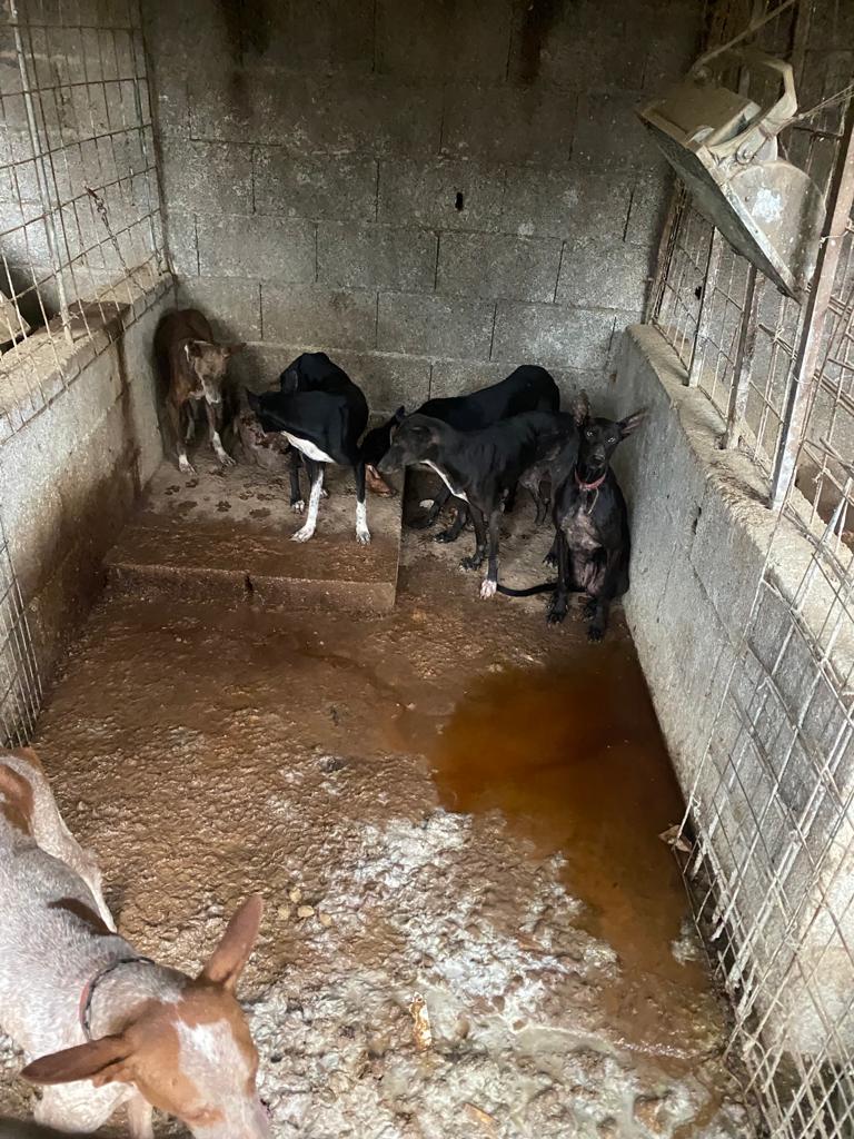 CGPCanaria's tweet photo. Investigado un vecino de #Tenerife como presunto autor de un delito de maltrato animal a 33 perros.

Los hechos derivaron de las actuaciones que el #GRUMA viene realizando tras el inicio del periodo de caza, y contaron con la colaboración de la protectora @AdepacTenerife https://t.co/oaBDYnP79I