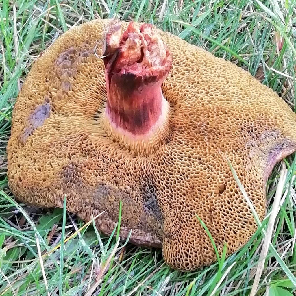 Red Cracking Bolete (?) this morning after the drizzle near the Rose Garden in Alexandra Park.
Pores and not gills under the caps of these mushrooms. 

Xerocomellus sp.
#365DaysWild 🍄 #LondonFungi