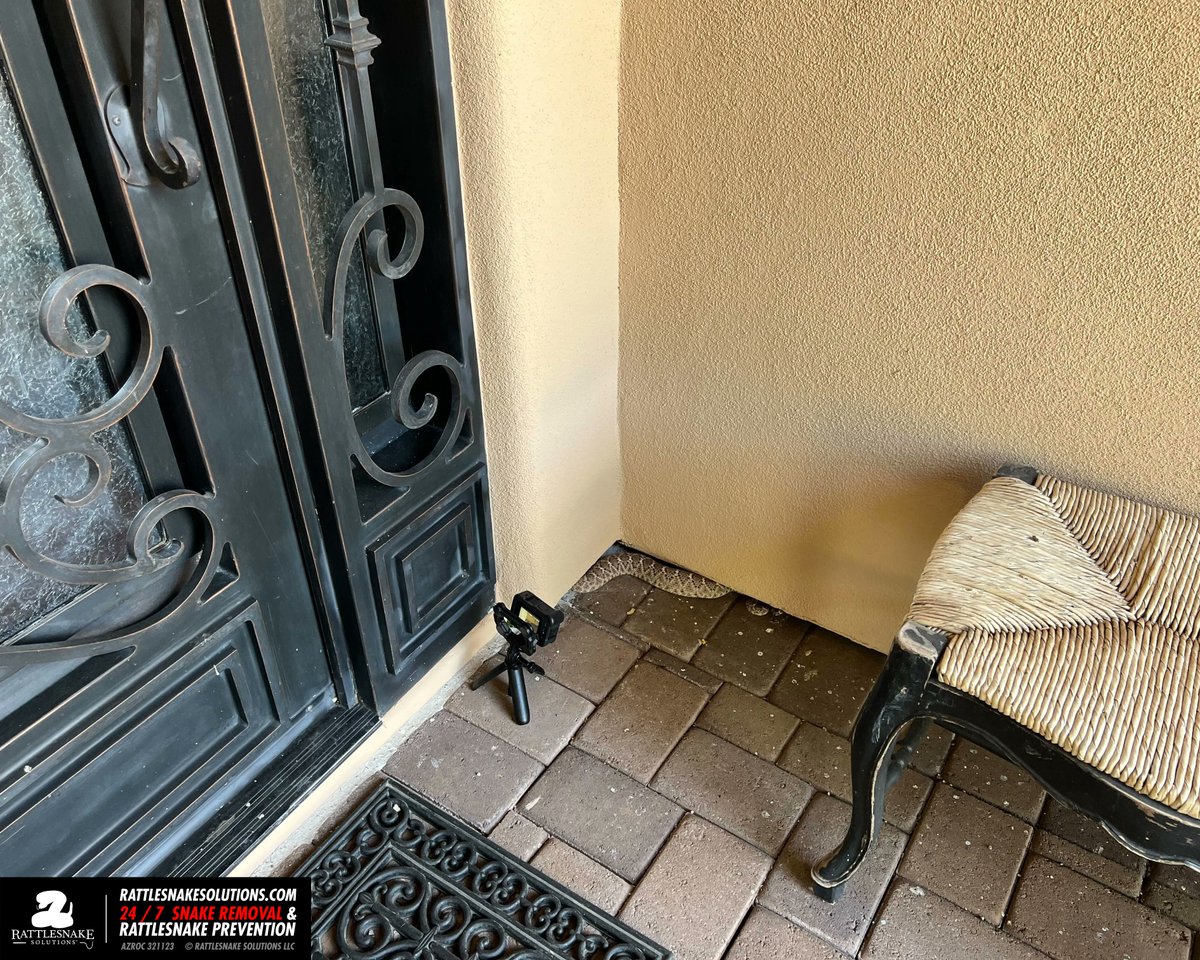 This Western Diamondback Rattlesnake was sitting in the same spot for a couple of days before the homeowners decided to call us out. Also, a little behind-the-scenes of our YouTube channel (what, you didn't know about that?!?!) buff.ly/3NKUiy0