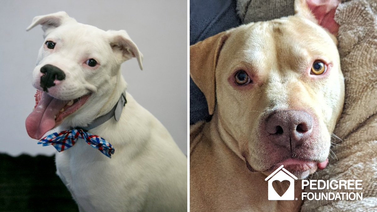 Reynolds waited over a year in a shelter. Jelly waited almost two. But in the end it was worth it, thanks to the loving families who adopted them and support from @PedigreeFound. #PEDIGREEFoundation #DogAdoptionStory