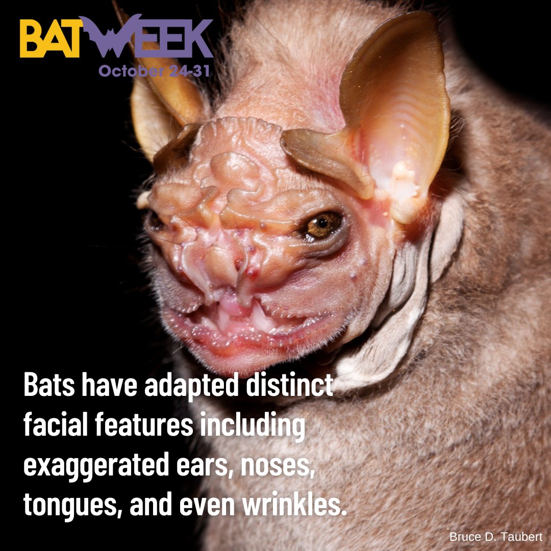 FSNatureWatch's tweet photo. #Halloween #costume needed? Try this #bat for a #scary face only #mama (& #batfans) could #love! #FSNatureWatch #ForestService #BatWeek https://t.co/rjDQVEfKOQ