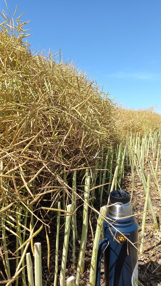 Walter Medero tweet media