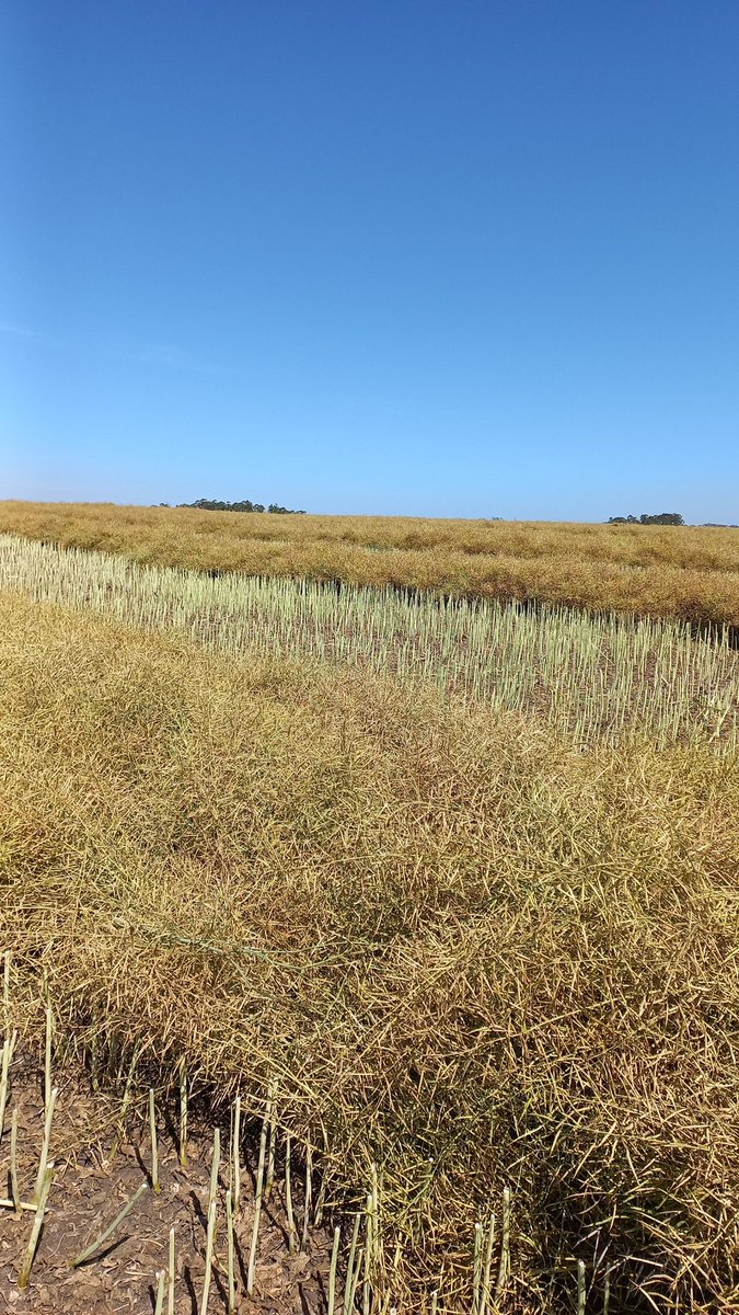 Walter Medero tweet media