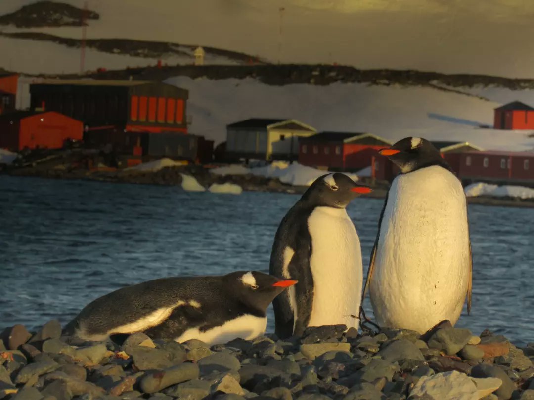 MauroRoz's tweet photo. Base Carlini🇦🇶🇦🇷🐧

https://t.co/mJmkhuD6Fs https://t.co/rojzlBQTjW