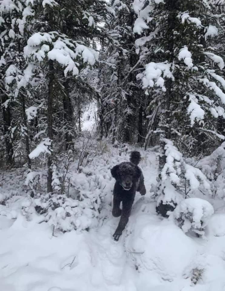 RincnCuriosoo's tweet photo. Esta popular fotografía de Terri Babers (Jam Press), es un ejemplo de cómo la ilusión óptica interfiere con tu mente. 

Primero ves a un hombre corriendo hacia la nieve y luego... https://t.co/ojWaOBo9Eg