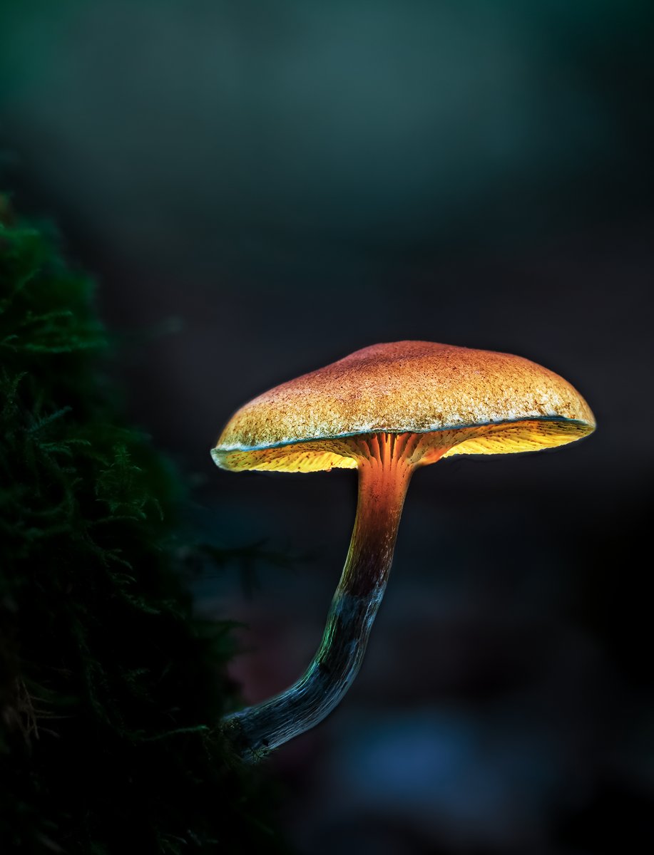 Freitagspilz - Friday Mushroom

#ThePhotoHour #mushrooms #fungi #lightpainting
