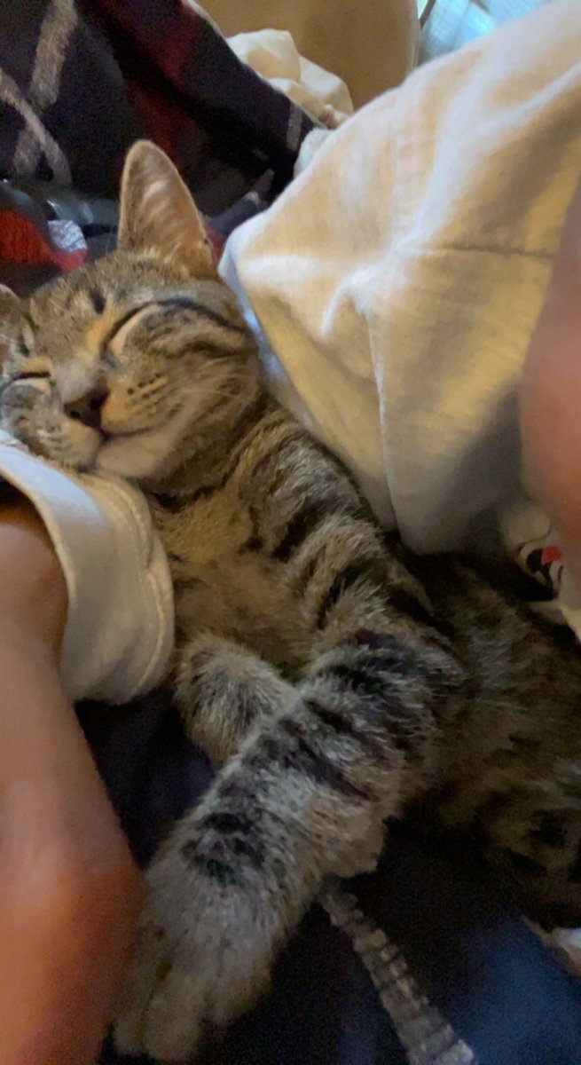 SunshineLaRu's tweet photo. โI donโt like catsโ nah the cats donโt like you๐คฃ cats see souls not people ๐ฅฐ๐ and they choose their peopleโฆ #BlackCatLady #MeetLuna https://t.co/DLNNZuWYBV