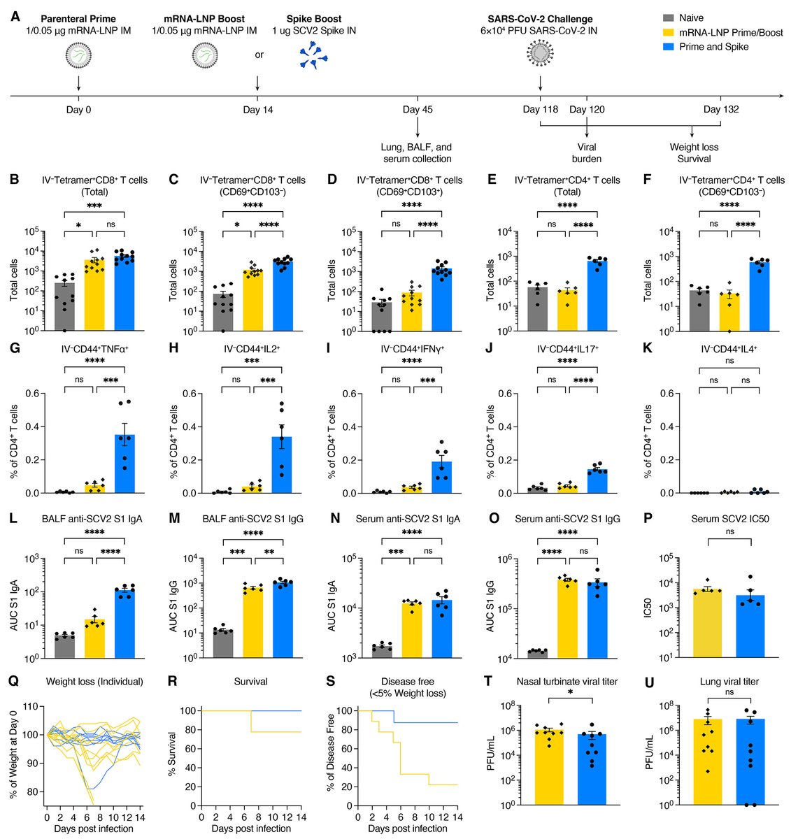 @ScienceMagazine First Release this week: @tianyangmao, @BenIsraelow, @VirusesImmunity & al report protective #mucosal immunity in animal models of #COVID19 using a nasal booster w/ recombinant spike protein or spike mRNA—a method called 'Prime & Spike'! bit.ly/Sci_abo2523