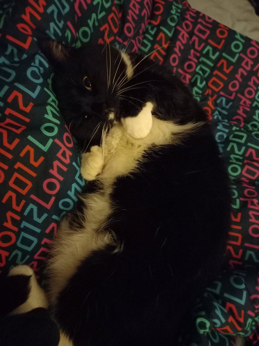 Got Sam in April 2021 from <a href="/CatsProtection/">Cats Protection</a>...one of the best decisions I've ever made! I've been lucky with two landlords but everyone should have the option.