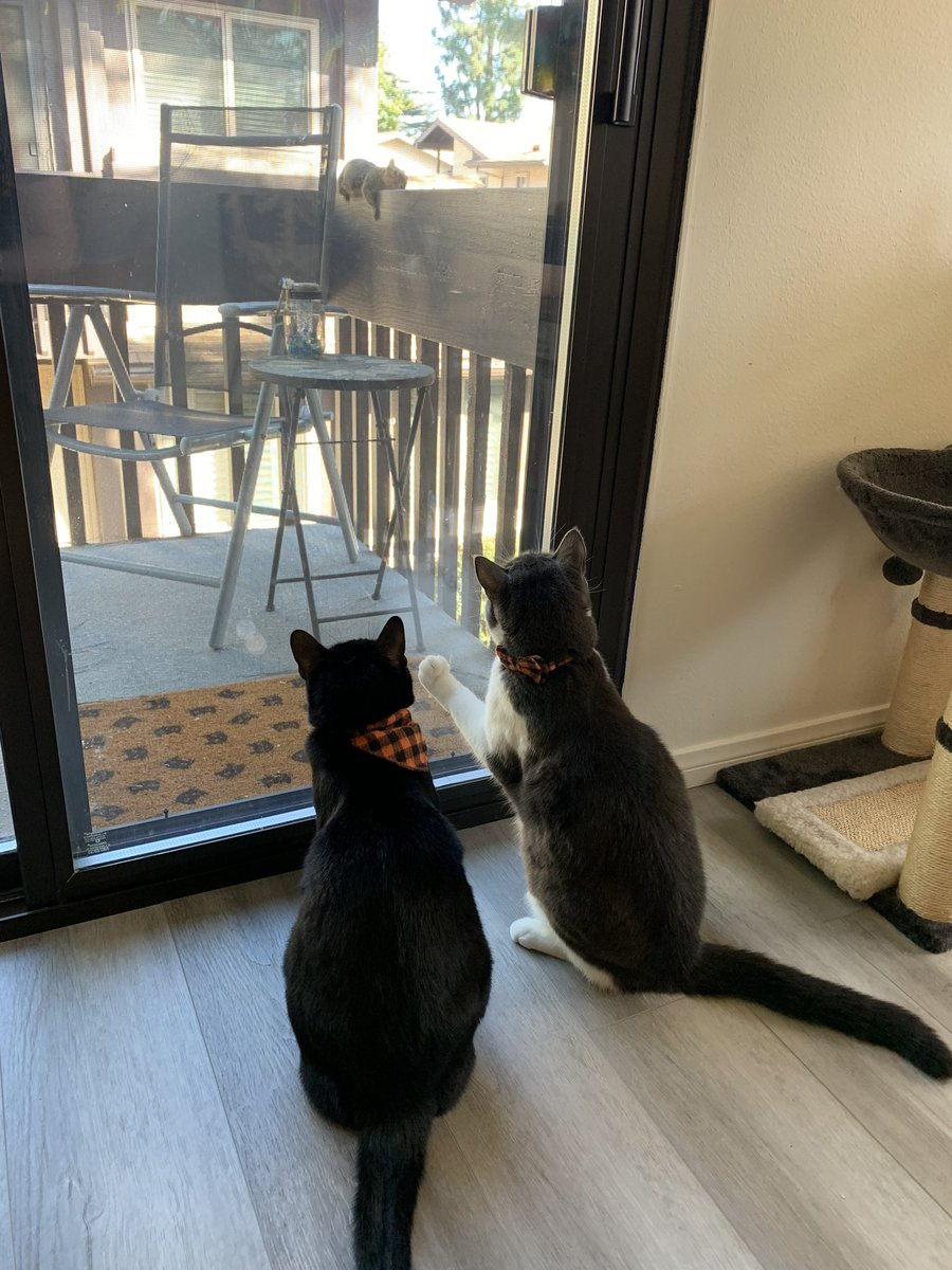 oodleofspoodle's tweet photo. SQUIRL SQUIRL THERES A SQUIRL 🐿️ https://t.co/1TE09ufjI5